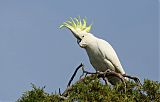 Sulphur-crested Cockatoo